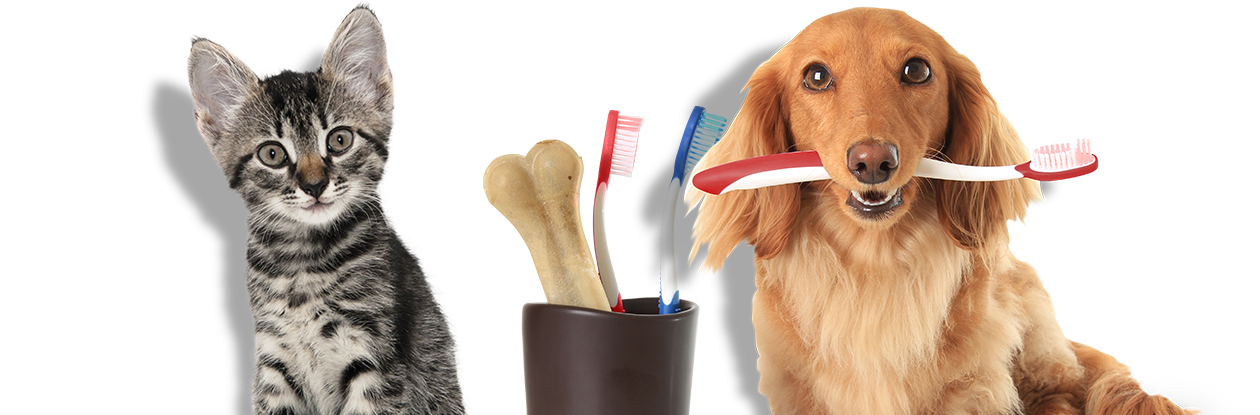 cat and dog dental care
