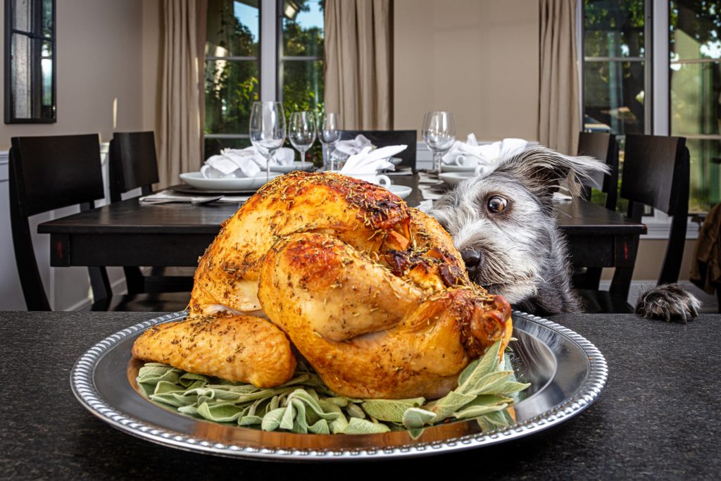 dog looking at a turkey on the table