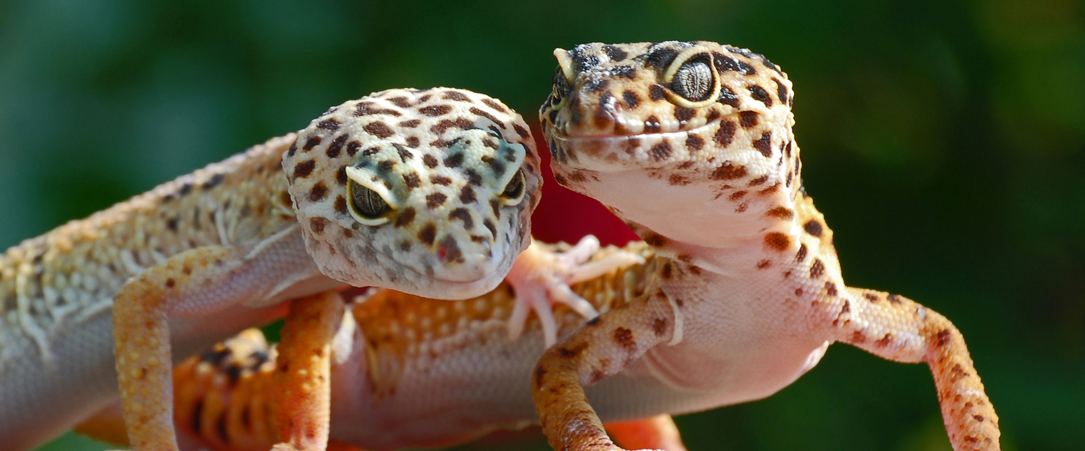 Leopard geckos (and most reptiles) require a heat gradient in