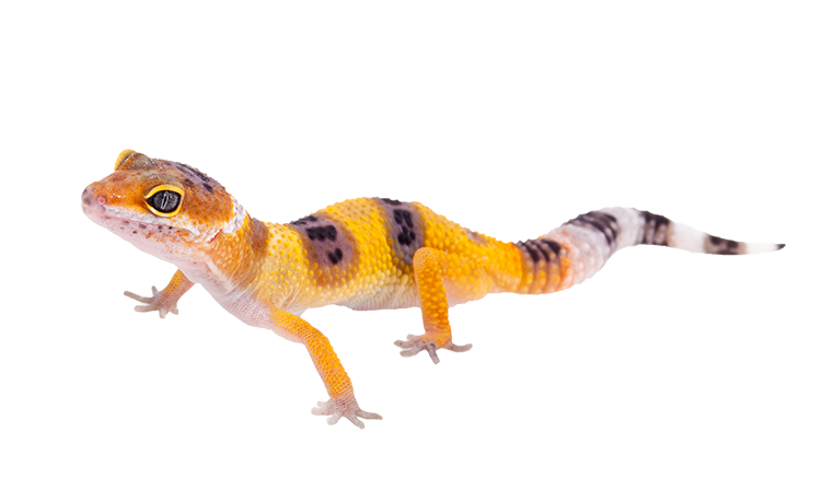 Leopard geckos (and most reptiles) require a heat gradient in