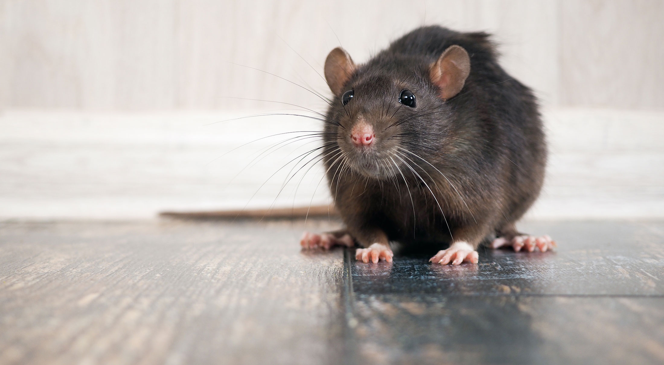 Rats Berthoud Animal Hospital