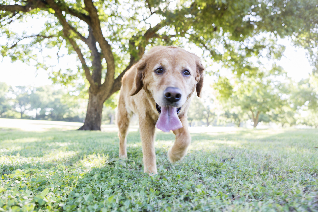 what causes dogs to pant constantly