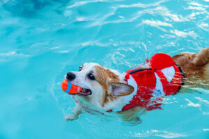 dog swimming in berthoud colorado