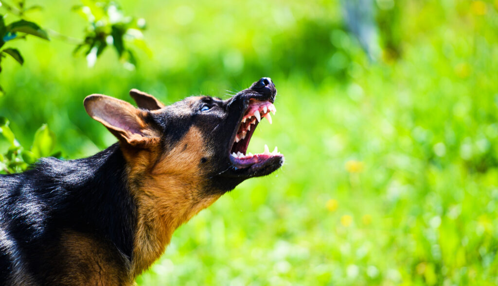 dog aggressive behavior in berthoud colorado
