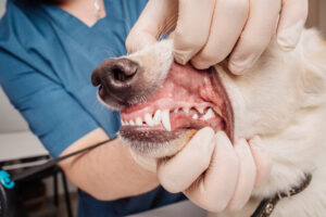 treating dental disease in dogs