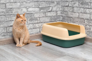 cat-sitting-near-litterbox