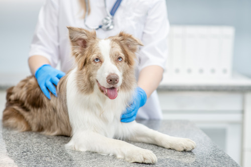 veterinarian-examining-australian-shepherd-dog-at-clinic