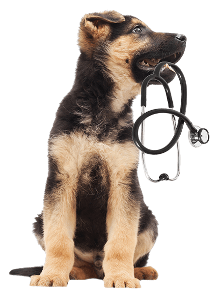 brown and black dog holding a stethoscope in its mouth