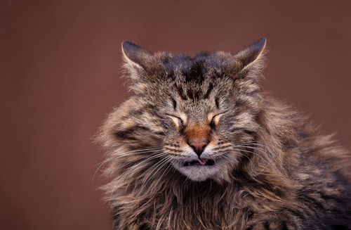 maine-coon-cat-sneezing
