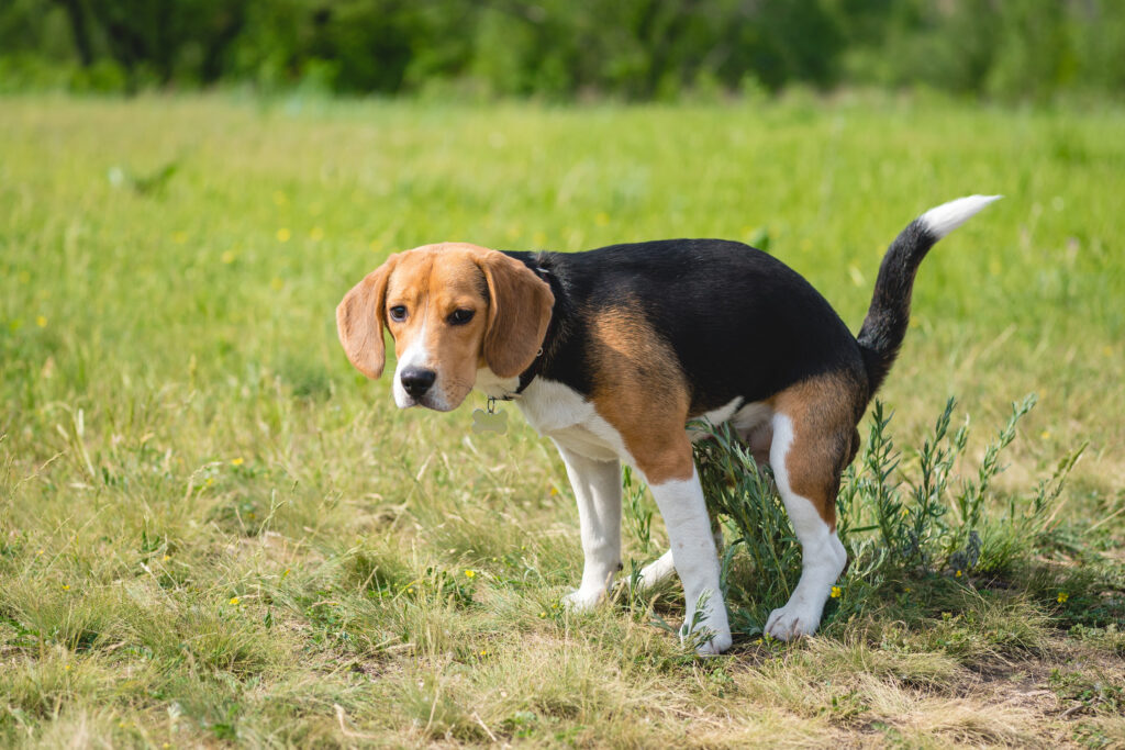 Young beagle trying to poop out in a grassy field