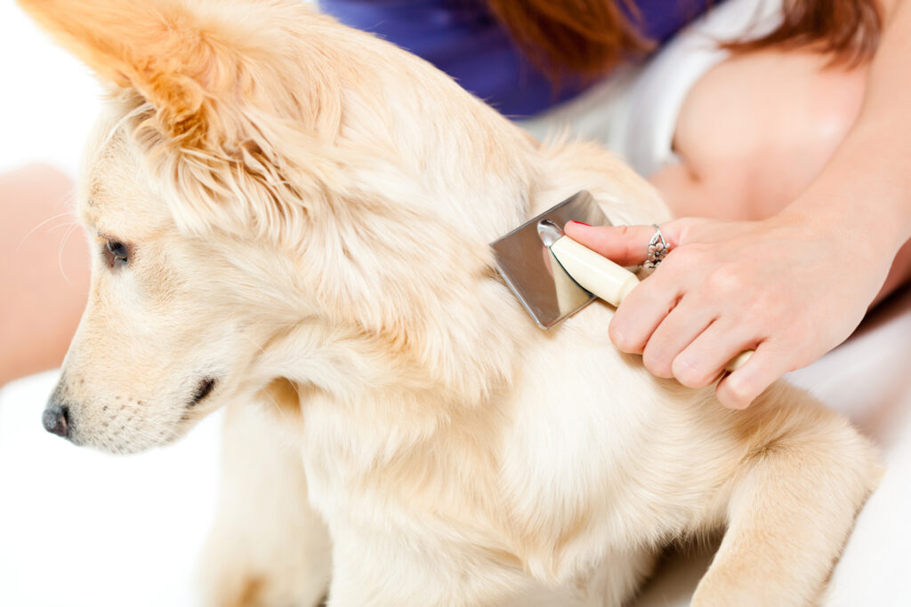 Woman brushing her dog to prevent dog dandruff