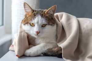 cat-laying-under-blanket-by-the-window