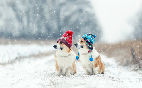 two-corgis-sitting-in-the-snow-wearing-red-and-blue-winter-hats