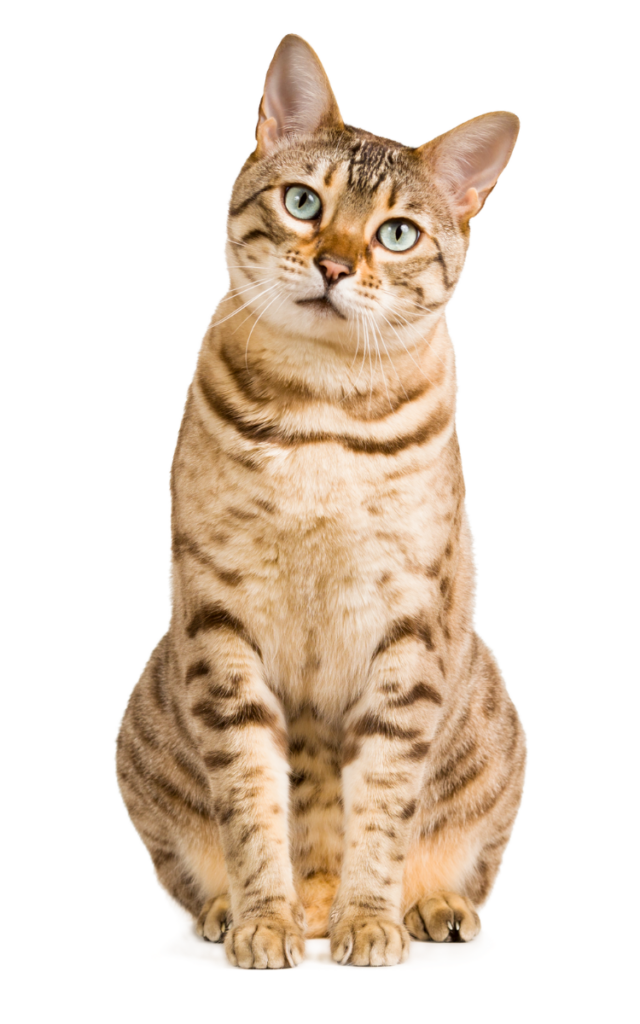 brown tabby cat sitting with head tilted to the side