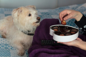woman sitting in bed with a blanket eating heart shaped chocolates while her dog watches closely
