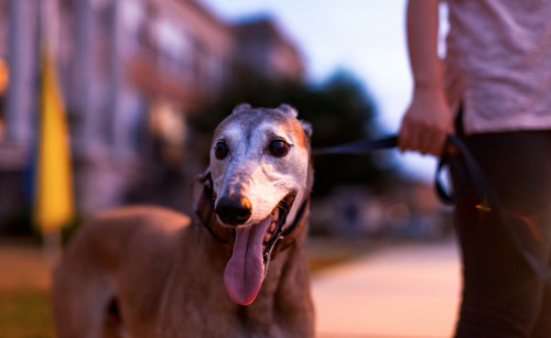 greyhound dog walking on a leash with owner in the city at dusk
