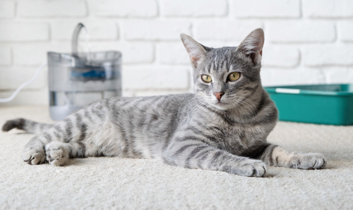 gray cat laying on a rug near its litter box