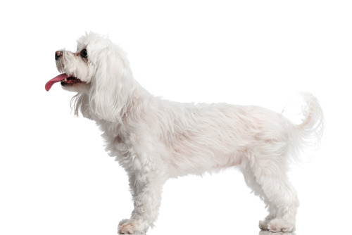 profile view of white bichon dog panting with its tongue sticking out