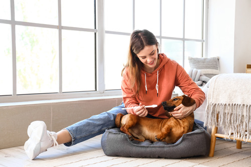 young woman sitting with dachshund dog at home brushing its teeth