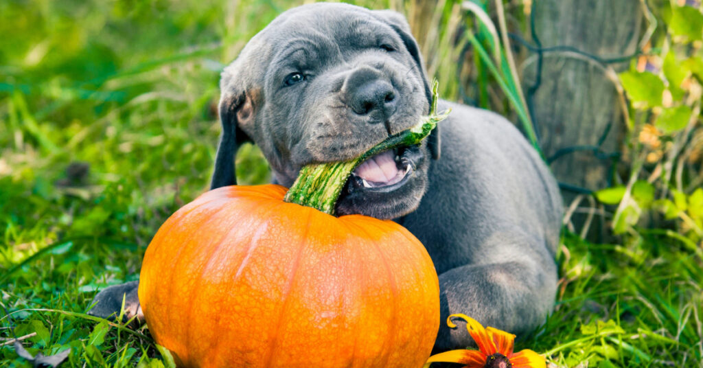gray puppy chewing on a pumpkin stem