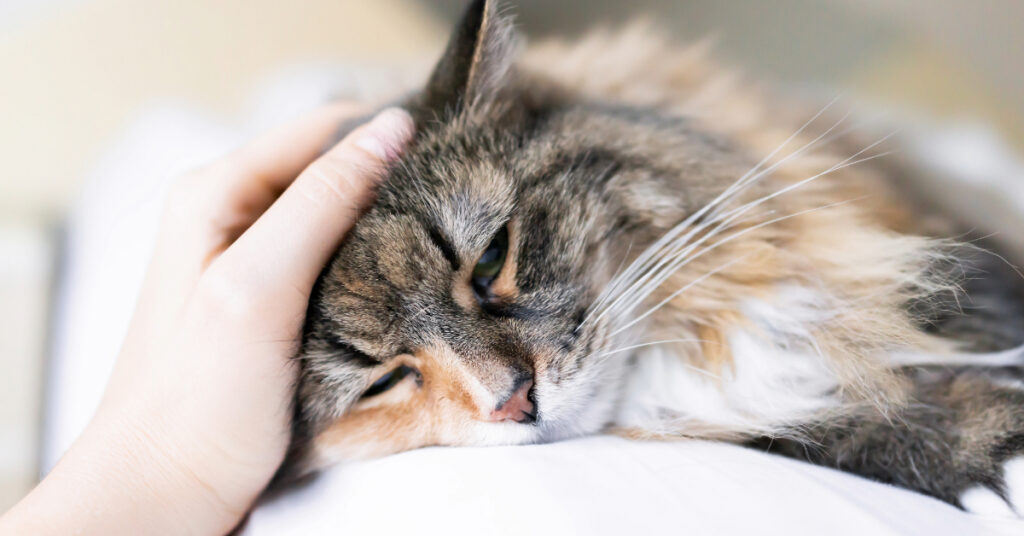 close up image of a sad cat laying on side with a person petting the head