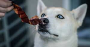 tan and white husky type of dog sniffing piece of bacon