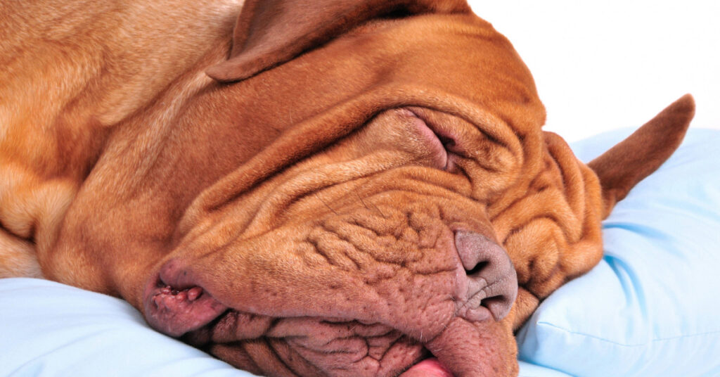 red dogue de bordeaux laying on side sleeping