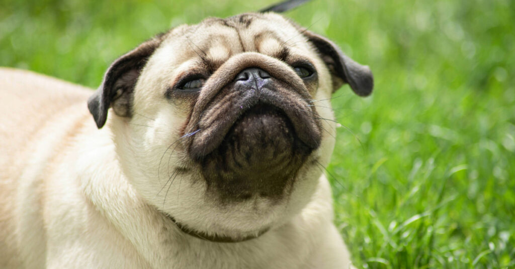 fawn pug sneezing in green grass