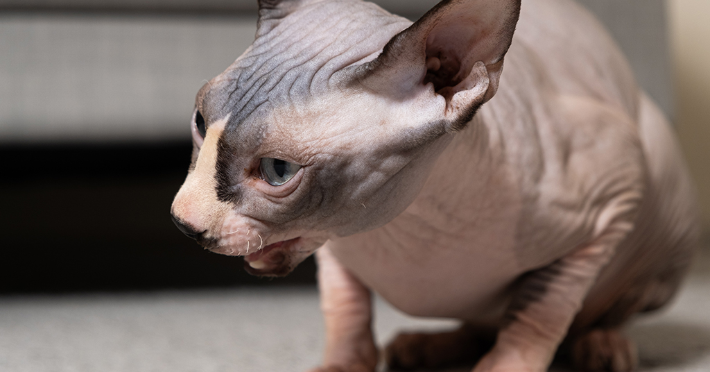 sphynx cat coughing