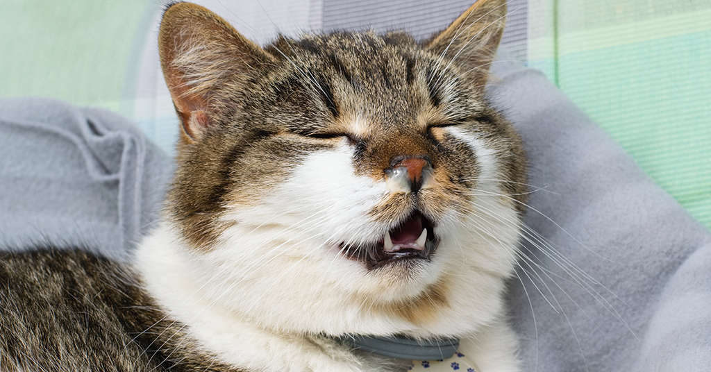 close up of a cat about to sneeze
