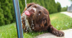 dark brown dog drinking water from hose