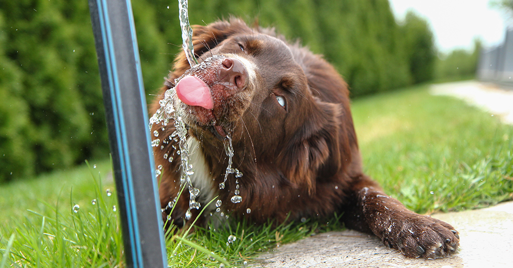 dark brown dog drinking water from hose