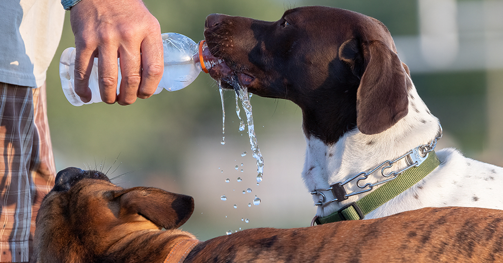 two dogs drinking water from water bottle