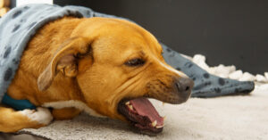 dog laying under blanket coughing