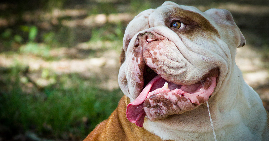 bulldog with drool coming down from its mouth